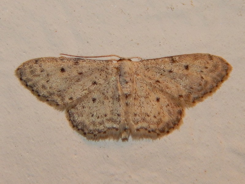 Aiuto id geometridae